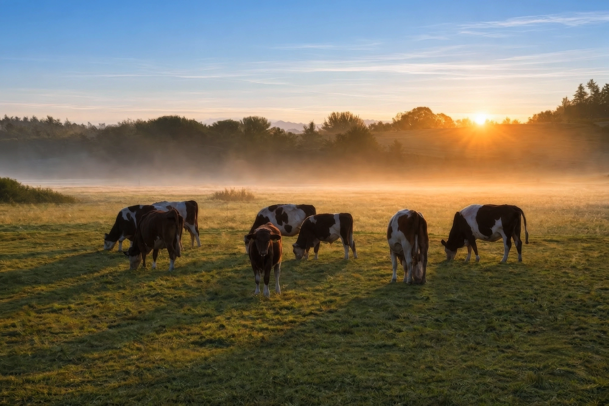 Cattle grazing in a misty paddock at sunrise — 4Sight regenerative agriculture